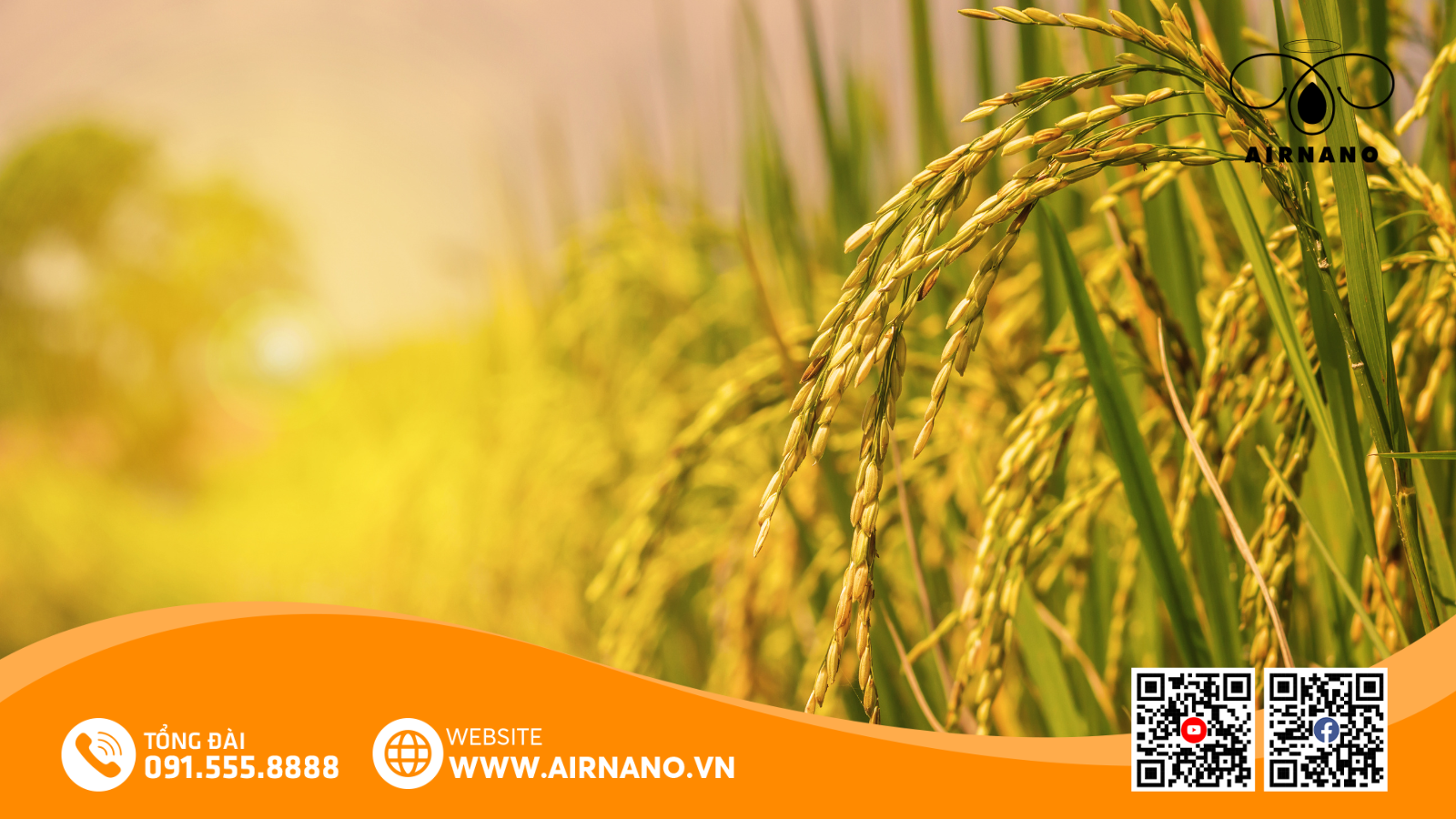 Lợi Ích Và Ưu Điểm Của Giống Lúa Bắc Thịnh