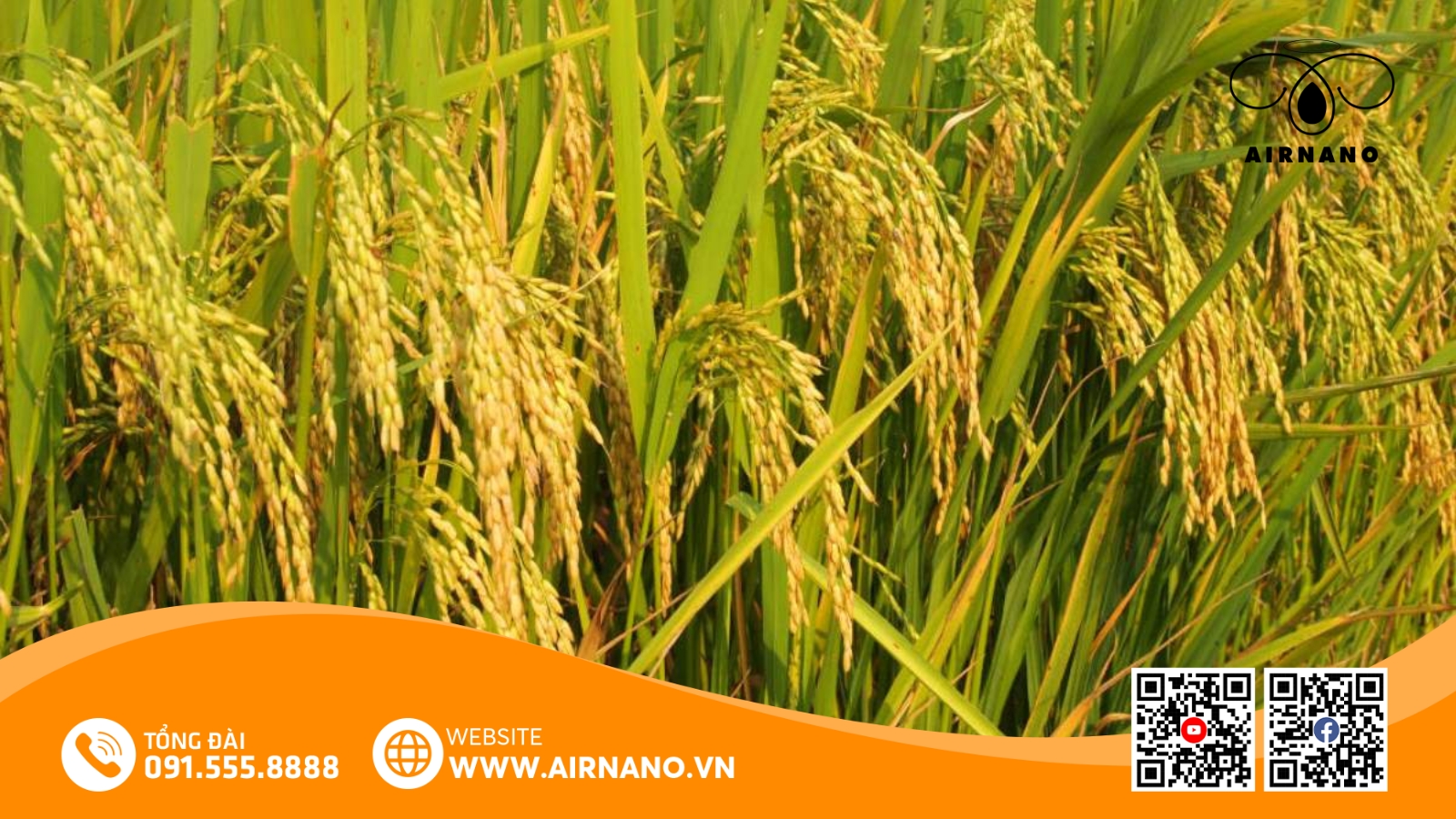 Lợi Ích Và Ưu Điểm Của Nhị Ưu 838