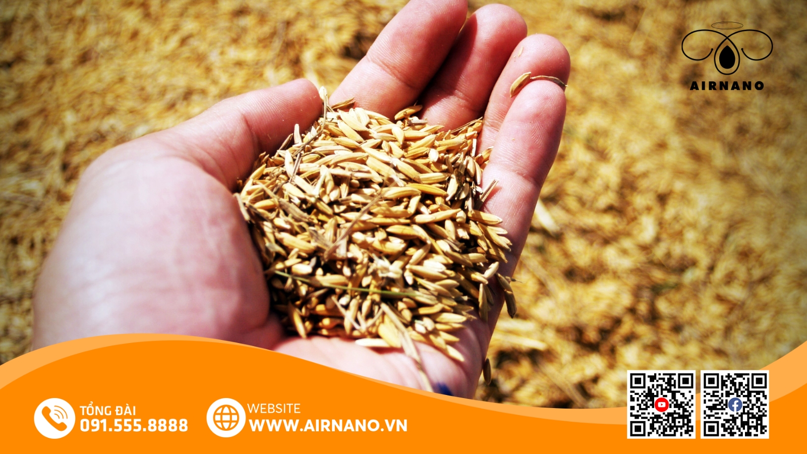 Lợi Ích Và Ưu Điểm Vượt Trội Của Giống Lúa DH12