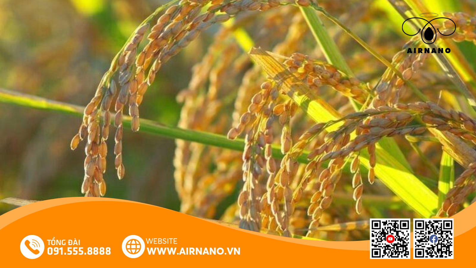 So Sánh Giống Lúa ADI 168 Với Một Số Giống Phổ Biến Khác