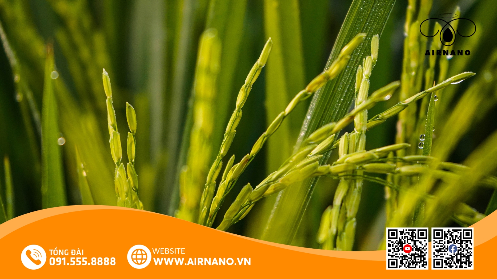 So Sánh Giống Lúa HN6 Với Các Giống Lúa Khác