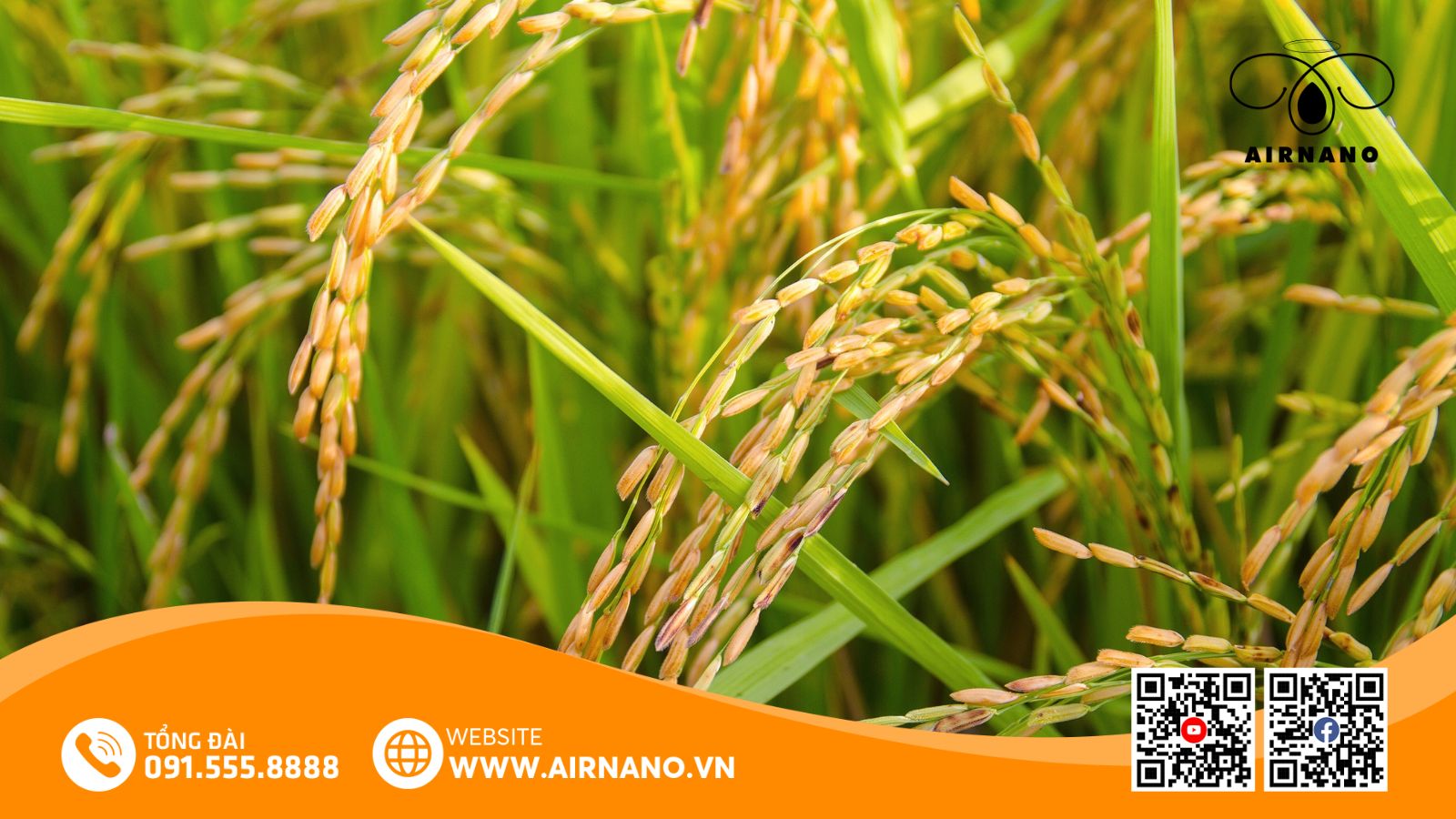 So Sánh Giống Lúa Hà Phát Với Các Giống Lúa Khác