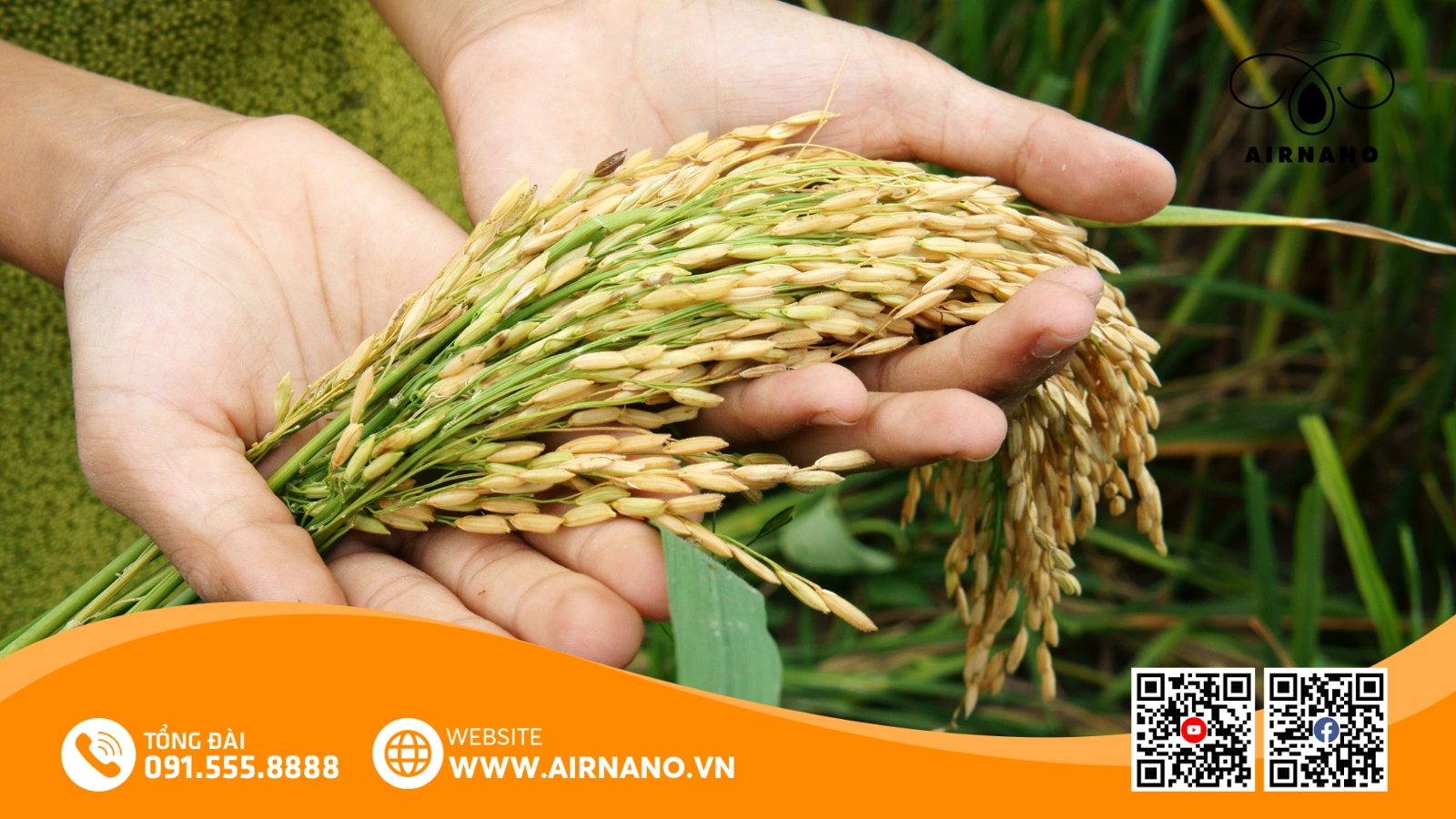 So Sánh Giống Lúa Hòa Phát 3 Với Các Giống Lúa Khác