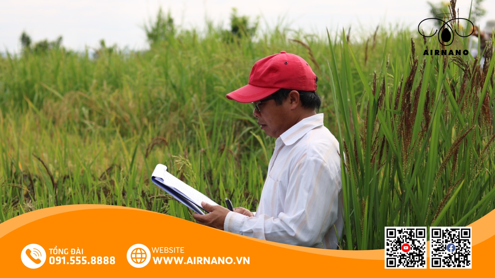 So Sánh Giống Lúa Huyết Rồng Với Các Giống Lúa Khác