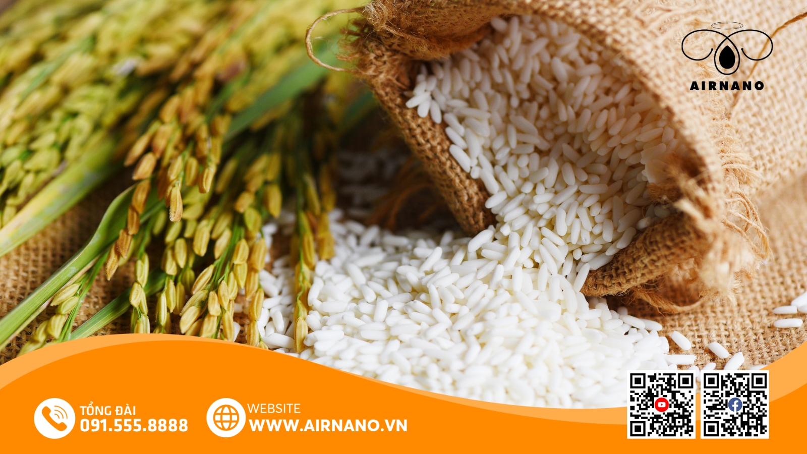 So Sánh Giống Lúa ST24 Với Các Giống Lúa Khác