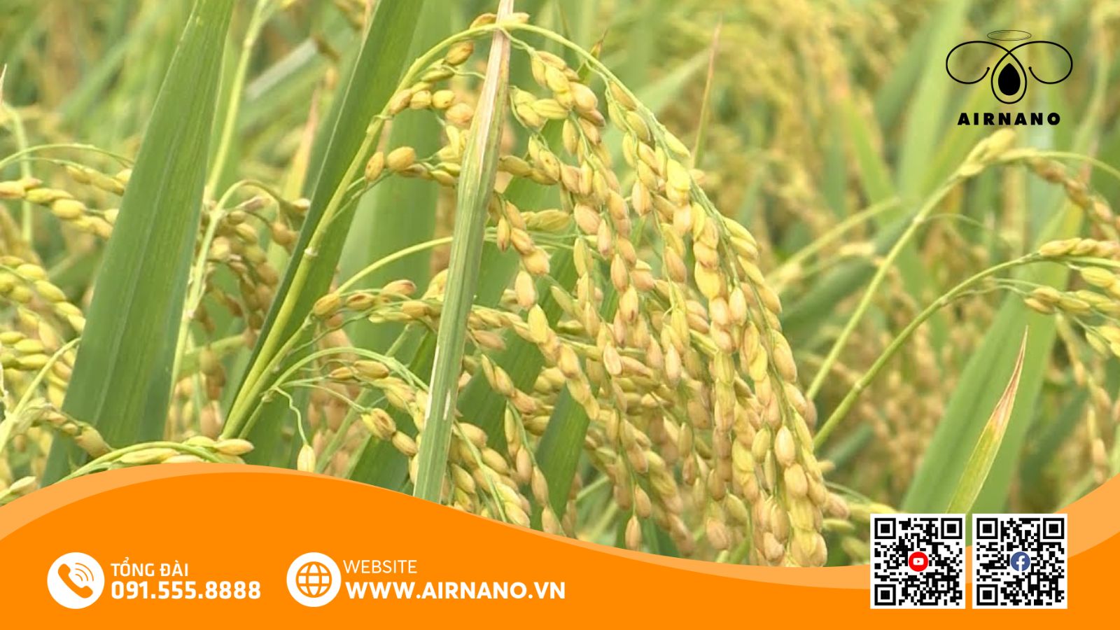 So Sánh Nếp 97 Với Một Số Giống Lúa Nếp Phổ Biến Khác