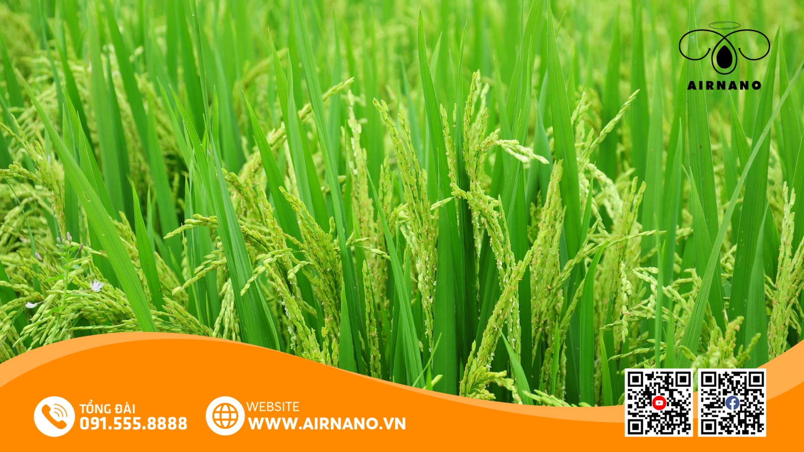 So Sánh TBR225 Với Các Giống Lúa Khác