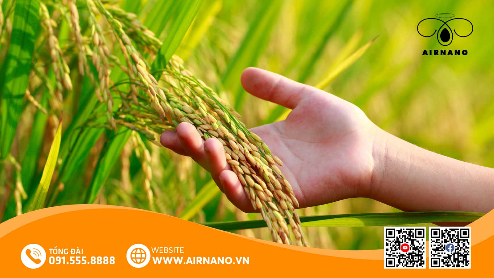 So Sánh VNR88 Với Một Số Giống Lúa Phổ Biến Khác