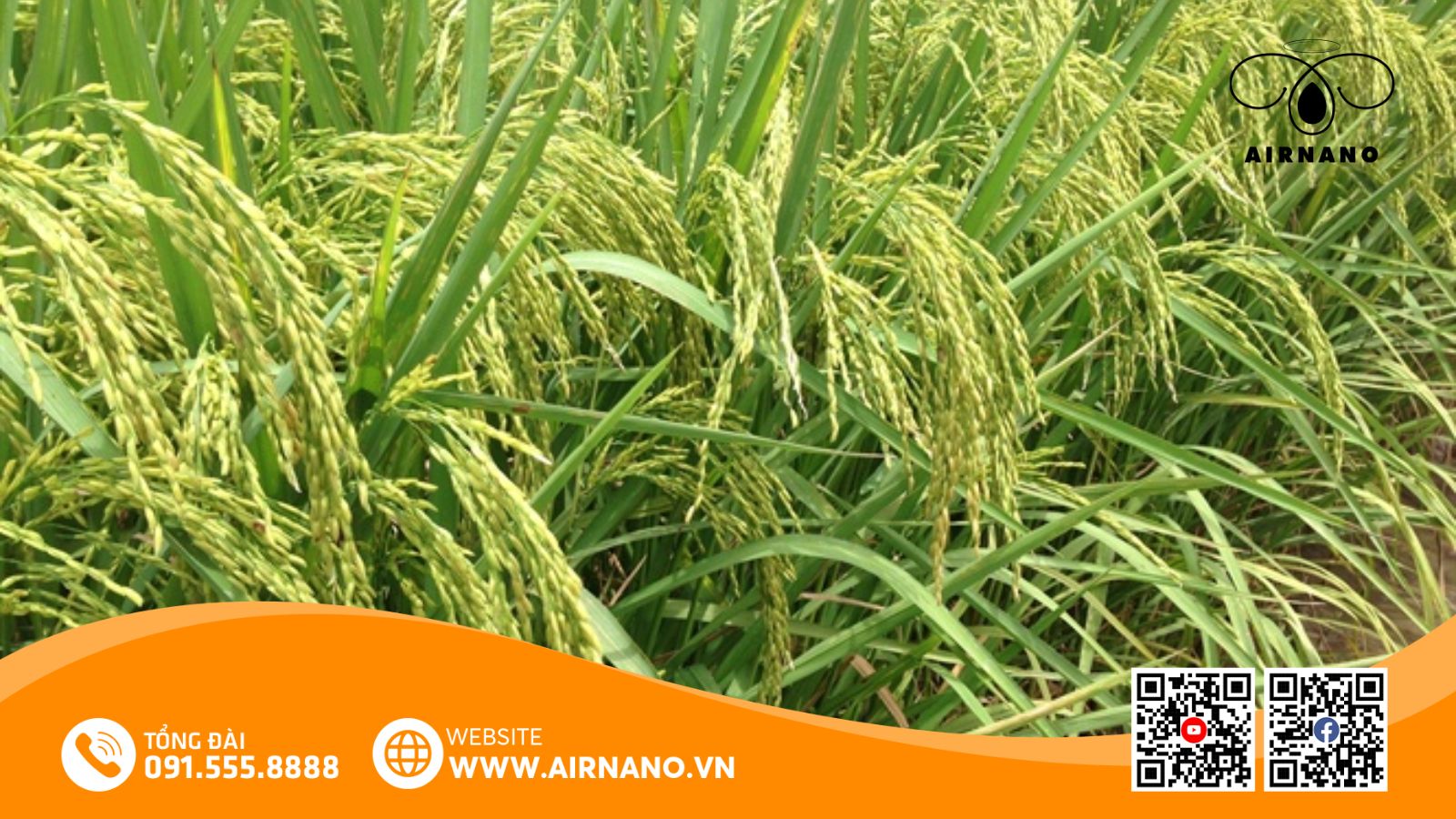 So sánh Khang Dân 18 với các giống lúa phổ biến khác